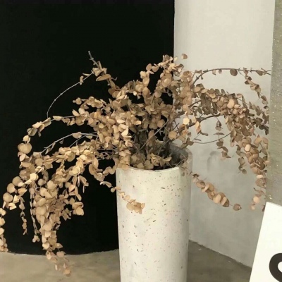 兽设简约风格设计兽圈社群